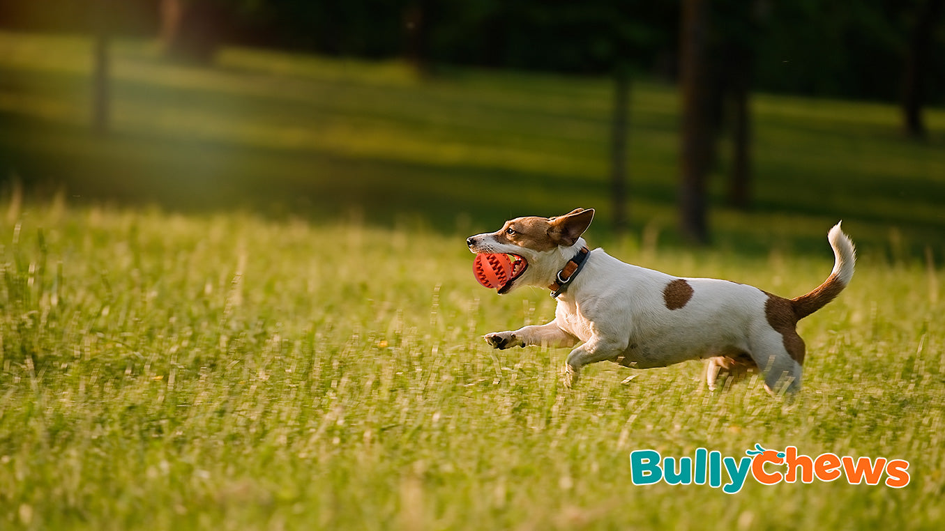Fetch Happiness Monthly: The BullyChews Experience for Canine Connoisseurs