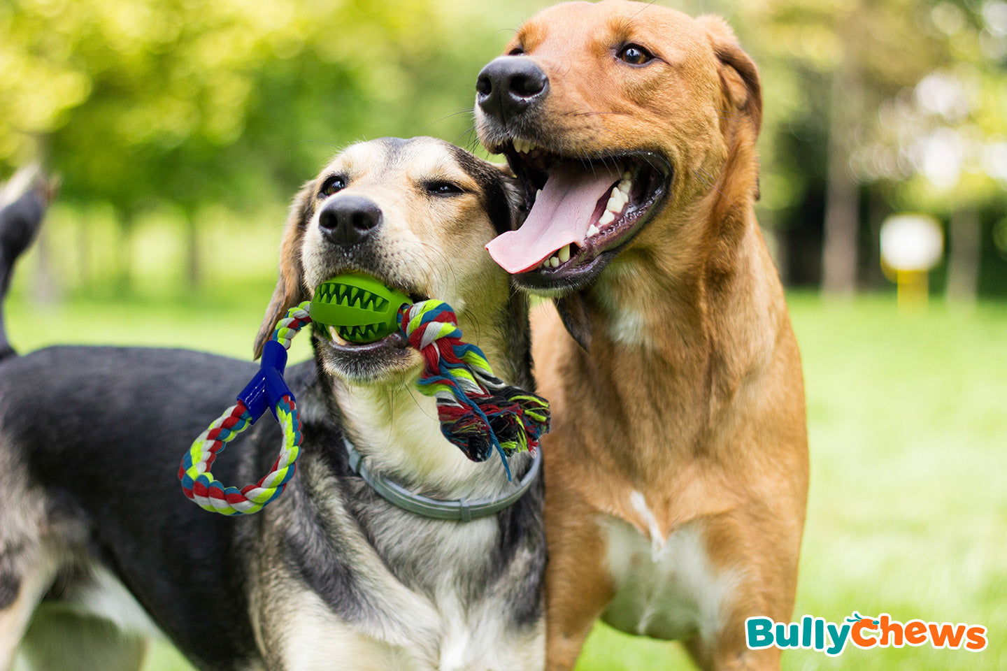 What Are Bully Sticks Made Of? Unveiling the Natural Delights for Your Canine Companion